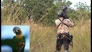 Cerrado Birding- Blue-throated Macaw quest: Barba Azul Nature Reserve, Bolivia
