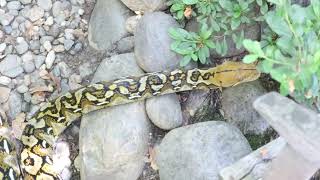 Following The Sulawesi Retic Around My Backyard