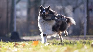 Essential Travel Essentials for Your Shetland Sheepdog Sheltie