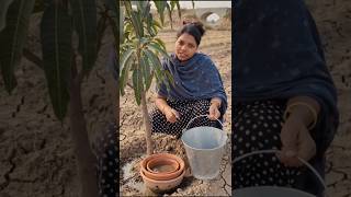 17 May 2026 DIY Clay Pot Irrigation for Plants 🌱 | Smart Watering Hack #Shorts
