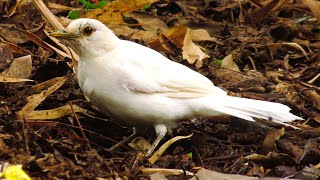 Sabiá-branco - White thrush