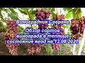 Обзор сортов винограда в теплице 12.08.2020