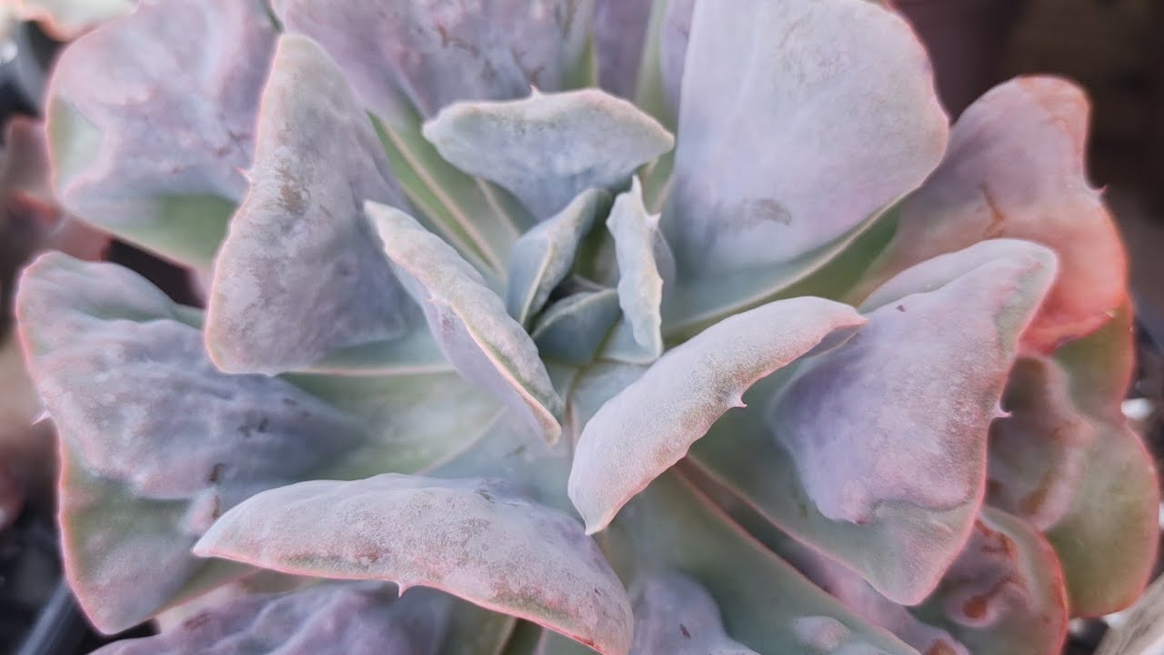 top 10 Suculentas com carunculas (verrugas) da coleção com identificação.