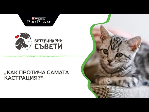 Видео: Как протича кастрацията на котка?