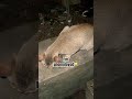 Late night feeding to stray cats #catfood #trendingshorts #catvideos