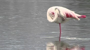 Flamencos en la salinas de Calpe (Alicante)