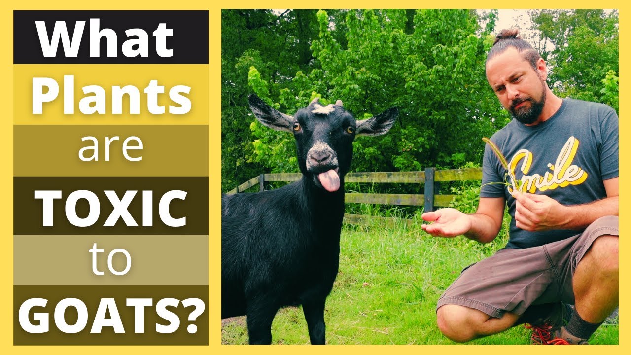 What Plants Are Toxic To Goats? | Plant Identification | Important Goat Tips