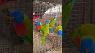 ss bird love new short video