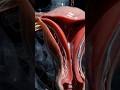 Mind-Blowing 3D Female Reproductive System Ultra-Realistic Ovary, Fallopian Tube & Uterus Revealed"