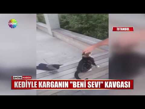 Kediyle karganın \