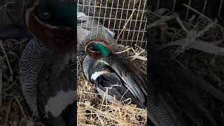 Чирок свистунок🦆Пытаемся помочь# уточка#водоём#речнаяуточка# чироксвистунок# маленькаяречнаяуточка