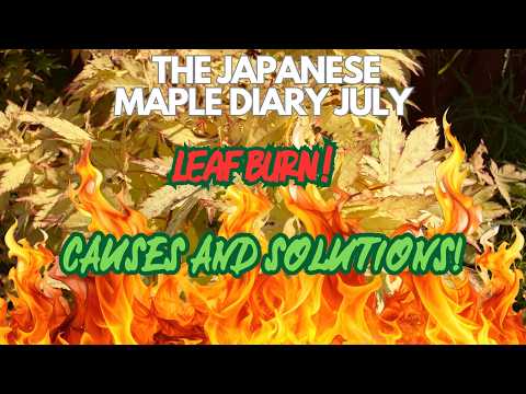 Japanese Maples: Leaf Burn - Causes and Solutions!