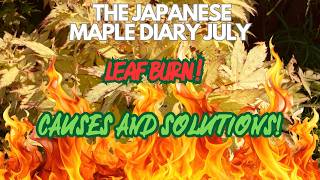Japanese Maples: Leaf Burn - Causes and Solutions!