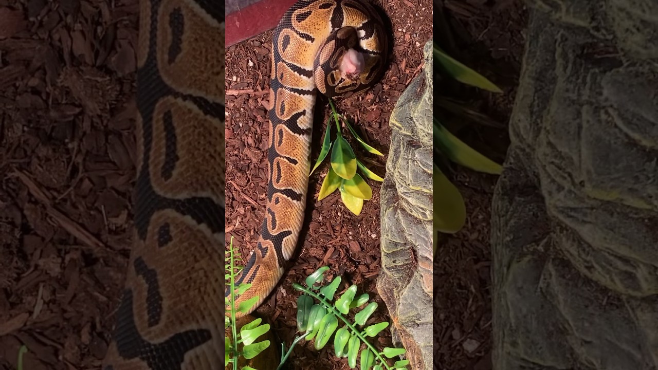 2nd mouse snakes reptile feeding ballpython snake reptiles mice
