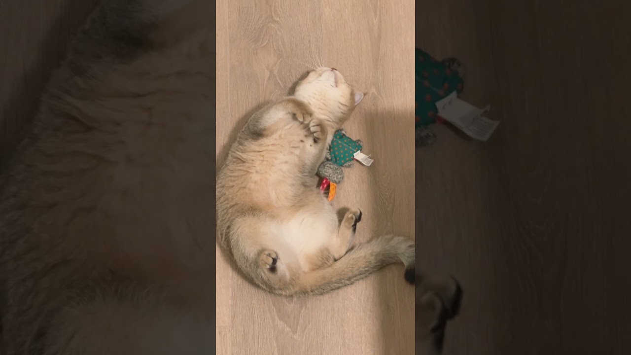 Sorly Cat high on weed😔