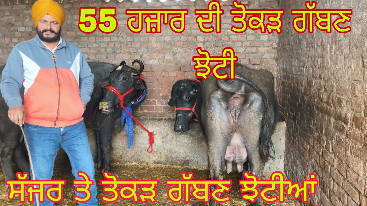4 ਝੋਟੀਆਂ ਤੋਕੜਾ ਗੱਬਣਾ ਫੋਨ ਨੰਬਰ 90417=96783