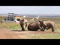 Rhinos at nairobi national park