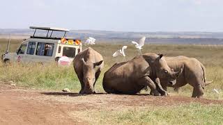 Rhinos at Nairobi National Park