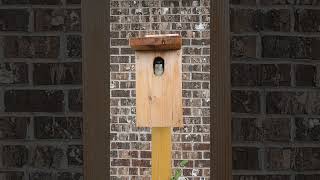 Our first diy birdhouse | Tree Swallow nest box  #birds #birdwatching #birdlovers #wildlife #nature