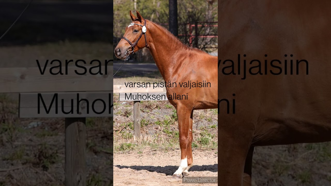 kaaleet varsan pistän valjaisiin Muhoksen allani