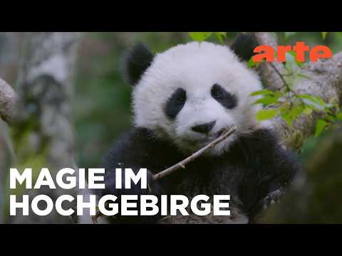 Im Reich der Pandas | Chinas wilde Geheimnisse | ARTE Fernweh