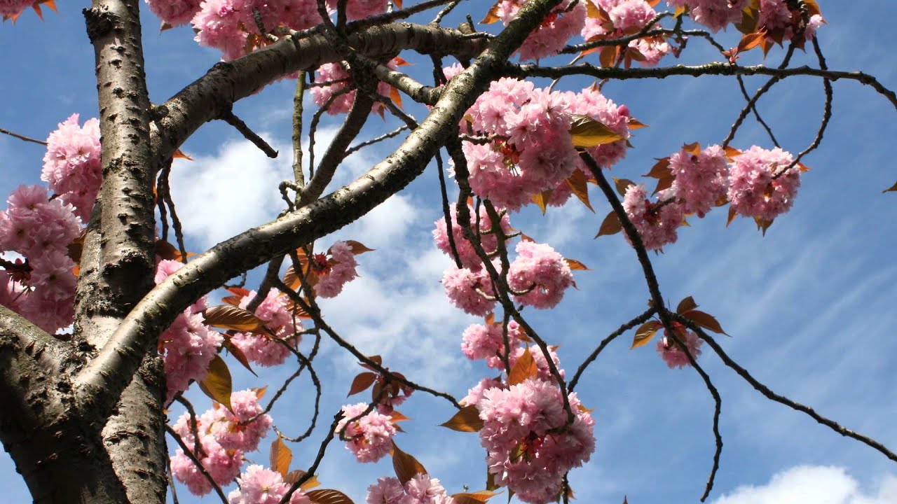 Naw Ruz Song - Spring is here! - YouTube