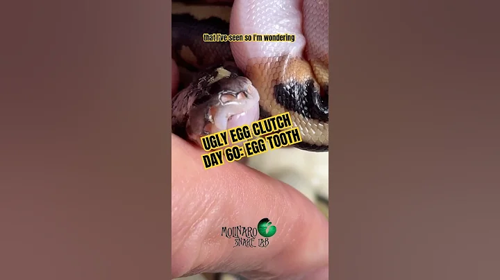 UGLY EGG CLUTCH: Day 60 of incubation! #molinarosnakelab #uglyegg #babysnakes #snakeeggs #eggcutting