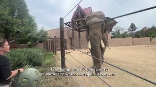 Keeping Groucho Sharp: Cognitive Care for DZCA’s Oldest Elephant