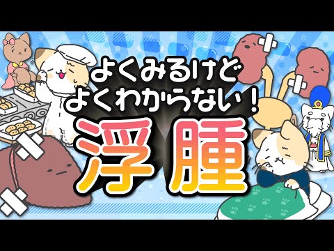 猫の浮腫、見逃せない3つの兆候と治療法