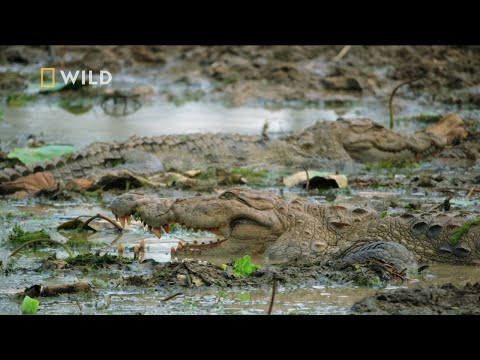 Wideo: Krokodyle Spanikowane W Jeziorze Chińskim