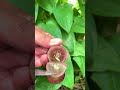 Satisfying Fruit Cutting Fresh #farming #life #shorts