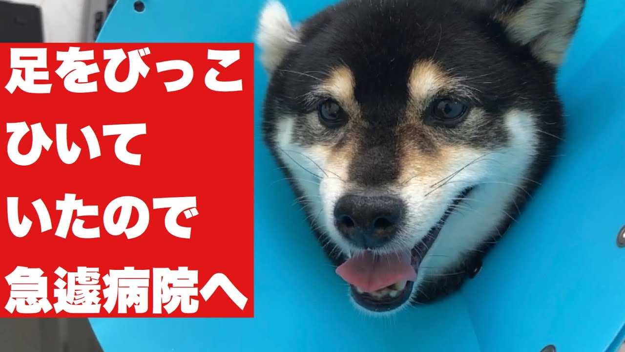 足を捻挫して病院に行った梅さん 保護犬 Youtube