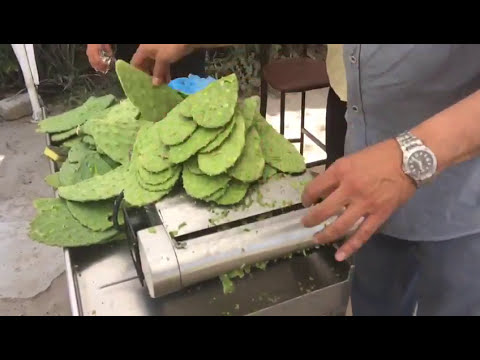 Quitando espinas del nopal. Desespinadora de nopal 