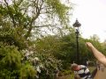 Hand Feeding a Jay Bird in St James&#39;s Park London