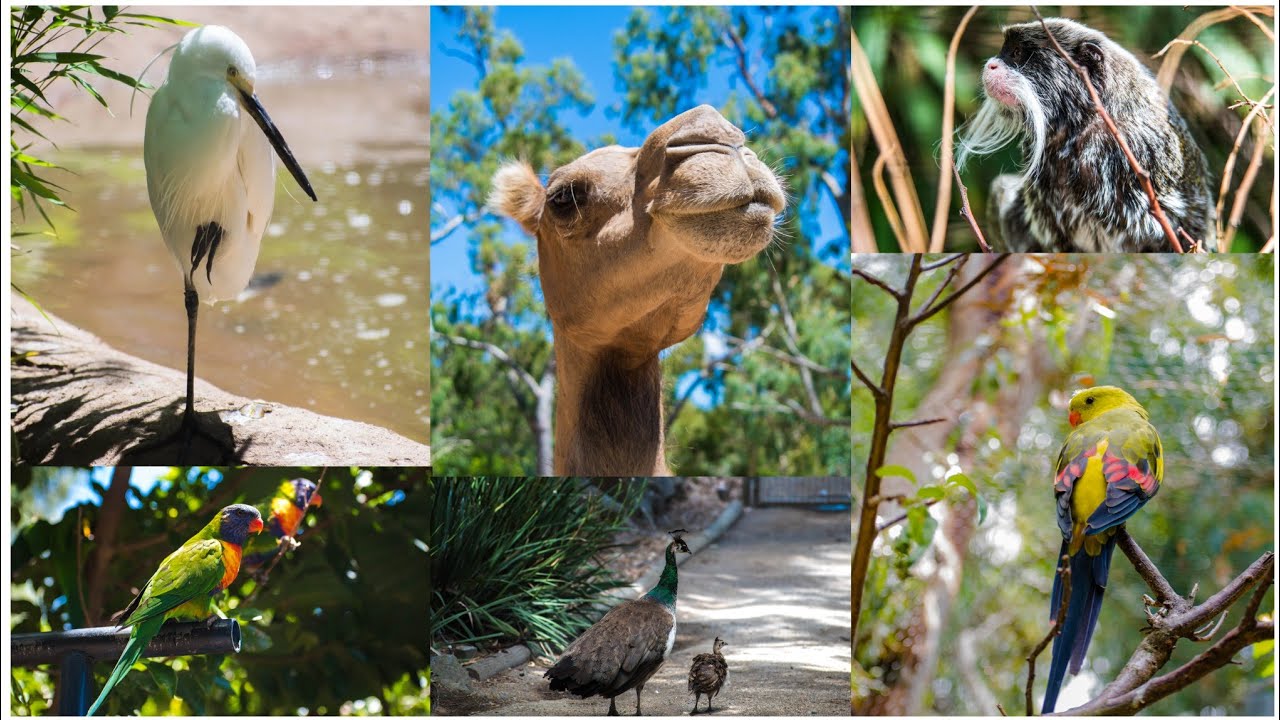 Gorge Wildlife Park, Cudlee Creek South Australia. #an experience to share.