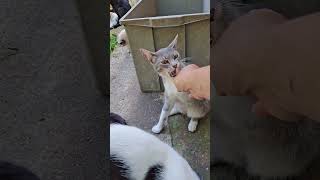 De Gata Arisca A Companheira Com Mordidas De Brinde