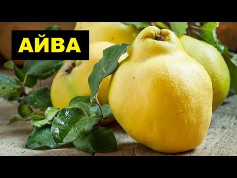 Выращивание айвы как бизнес идея