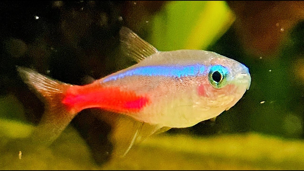 Real Freshwater Aquarium Fish🐠🐟 Water Sounds ASMR - YouTube