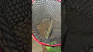Подход голавля #ловляголавля #рыбалка #рыбалканаспиннинг  #fishing #shorts