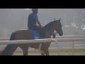 Saeed bin Suroor on horseracing in Dubai