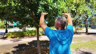 Hurricane Tips from the City Arborist
