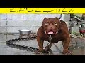 دنیا کے 15 سب سے طاقتور کتے Abnormally Strong Dogs In The World Facts In Urdu 