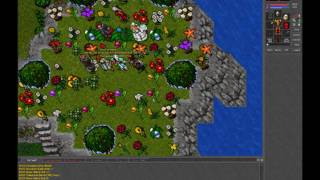 Tibia wedding (Honera)