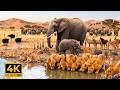 African Savanna Wildlife 4K 🦁 Exotic Safari Animals with Relaxing Nature Ambience