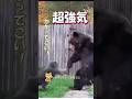 いつでも強気な猫にびっくり#海外 #動物 #funnyanimals