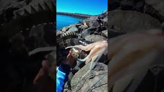Estuary cod SMASHES this BIG squid bait!! #mackayharbour #mackayfishing #estuarycod