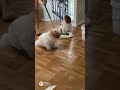 Dogs Cleaning #funny #standupcomedy #comedy #comedyjokes #jokes