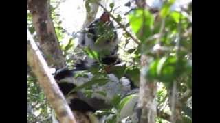 Indri Indri Call
