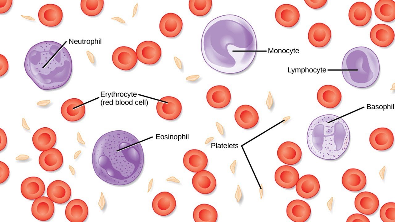 Тест клетки крови. Клетки крови эритроциты лейкоциты тромбоциты. Клетки крови эритроциты лейкоциты тромбоциты рисунок. Эритроциты лимфоциты тромбоциты. Эритроциты фагоциты лейкоциты.