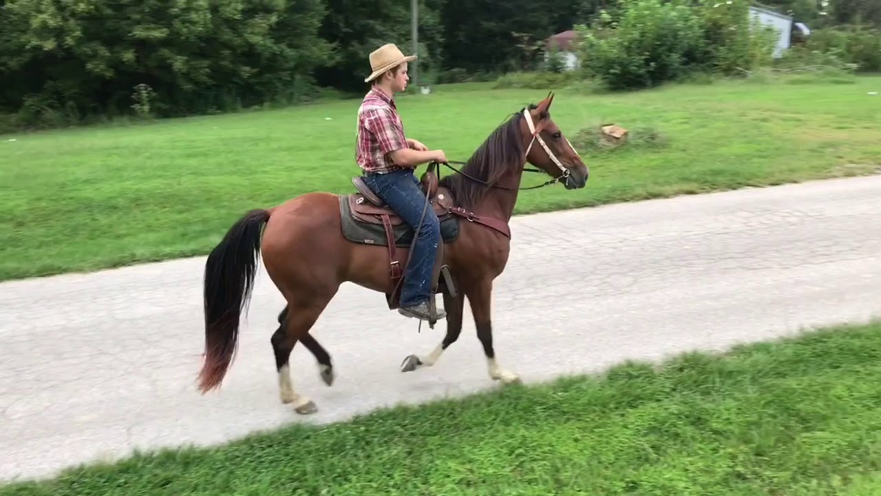 Registered Tennessee Walking Horse for Sale. Check her out 🐴🐴🐴🐴🐴🎊🇺🇸🎊🇺🇸🎊